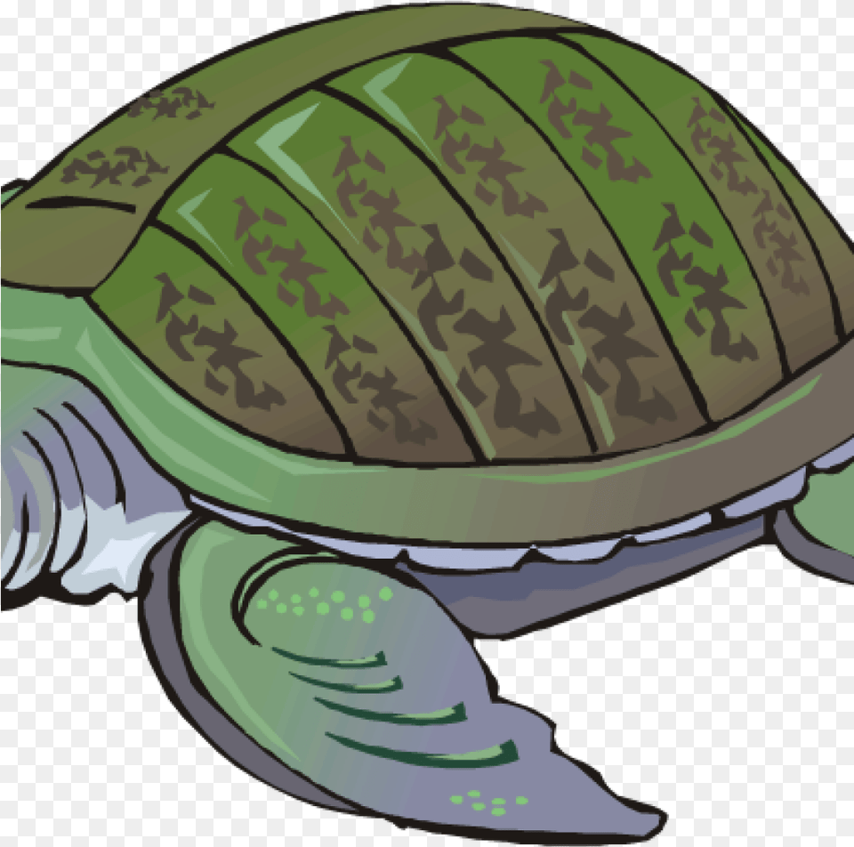 Clipart Turtle Turtle Clipart Clip Art For Students Tortoise, Animal, Reptile, Sea Life, Sea Turtle Free Transparent Png