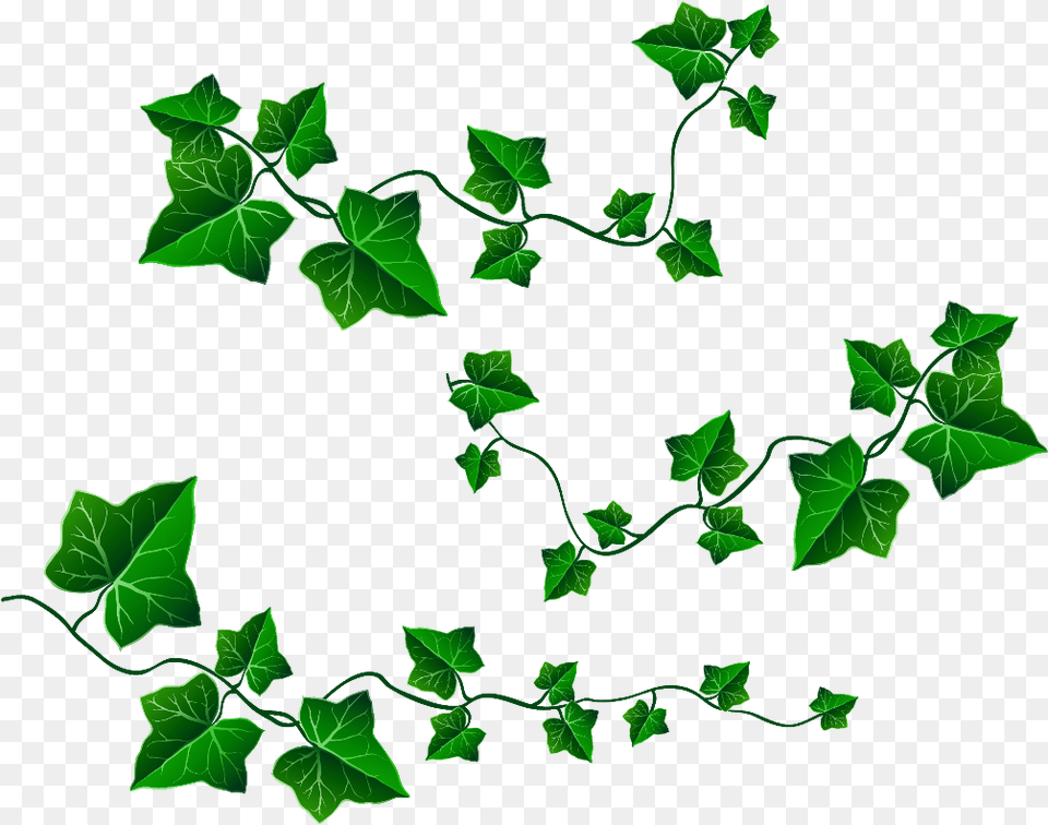 Clipart Vines And Leaves, Leaf, Plant, Ivy, Vine Free Png
