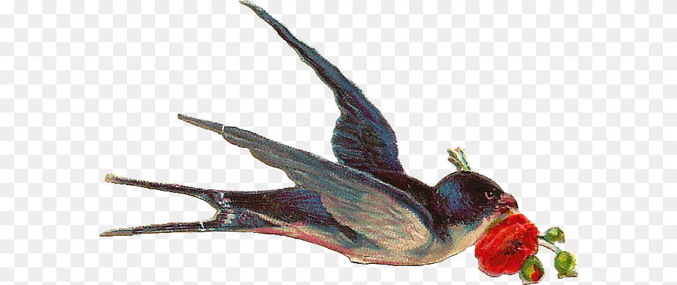 Clipart Vintage Bird Transparent, Animal, Finch, Beak, Hummingbird Png Image