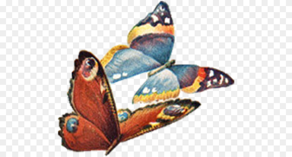 Clipart Vintage Butterfly, Animal, Invertebrate, Reptile, Sea Life Png