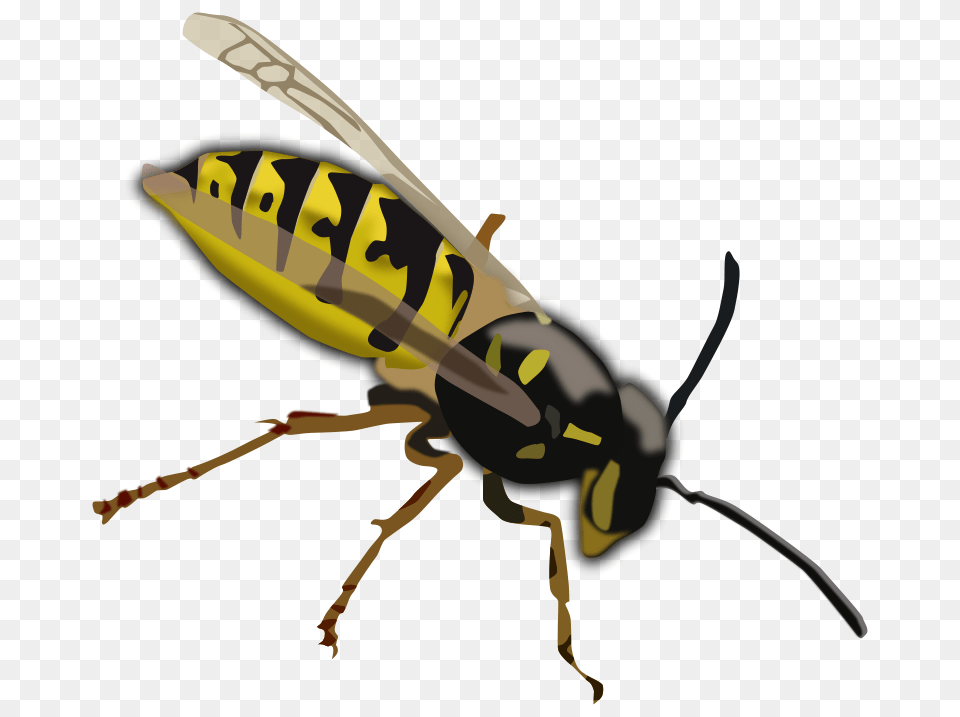 Clipart Wasp Pesasa, Animal, Invertebrate, Insect, Bee Png