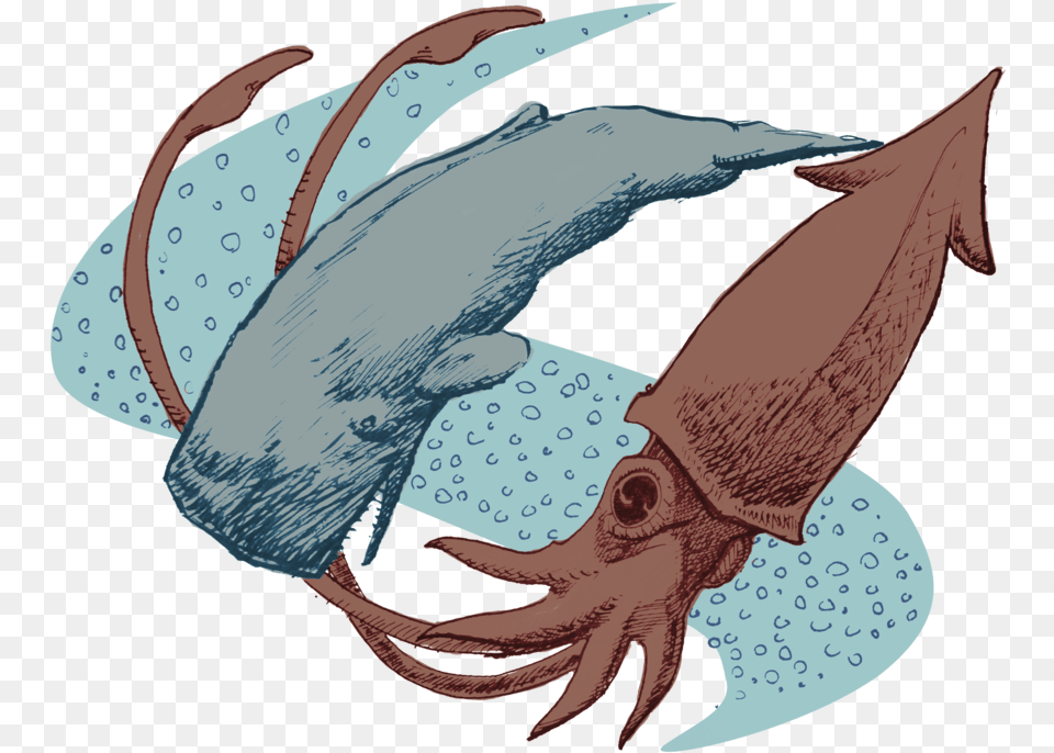 Clipart Whale Sperm Whale Sperm Whale And Colossal Squid, Food, Seafood, Animal, Invertebrate Free Transparent Png