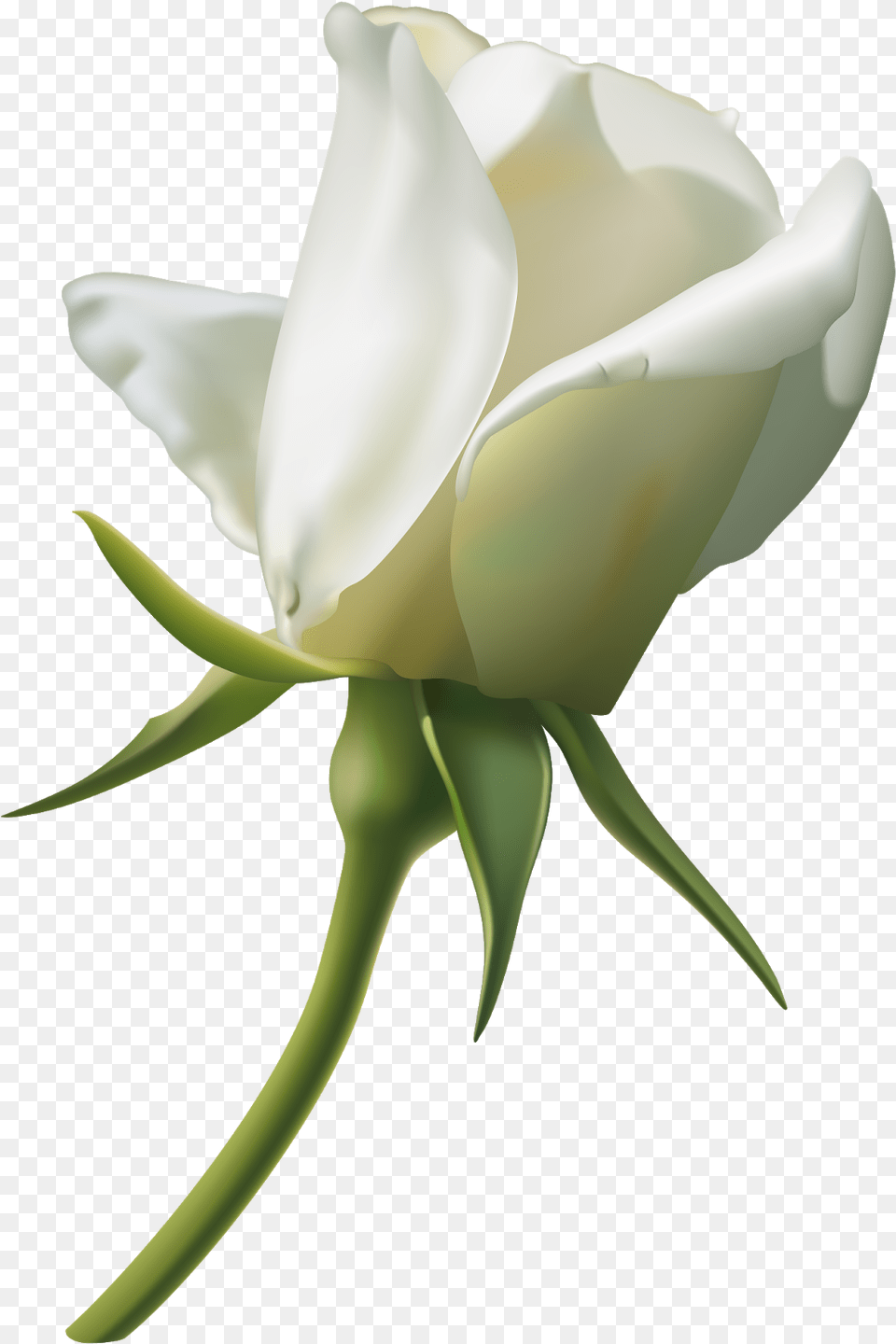 Clipart White Rose Flowers, Flower, Plant, Petal Png