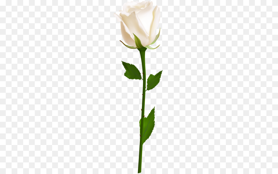 Clipart White Roses Flowers, Flower, Plant, Rose Png Image