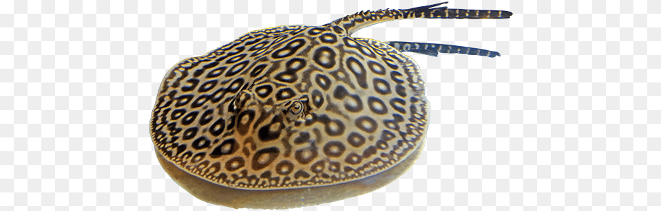 Clipart With A Transparent Background Freshwater Rays, Animal, Fish, Sea Life, Stingray Png