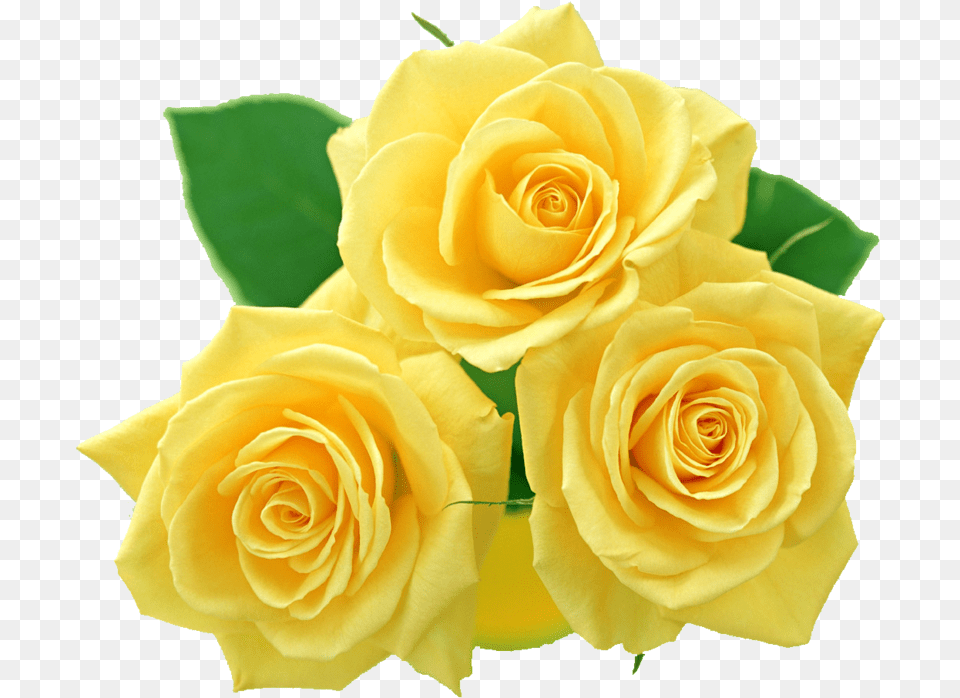 Clipart Yellow Collection Roses Yellow Roses No Background, Flower, Plant, Rose, Flower Arrangement Png Image