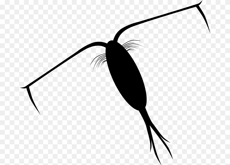 Clipart Zooplankton Silhouette Dear Theophilus, Gray Free Png Download