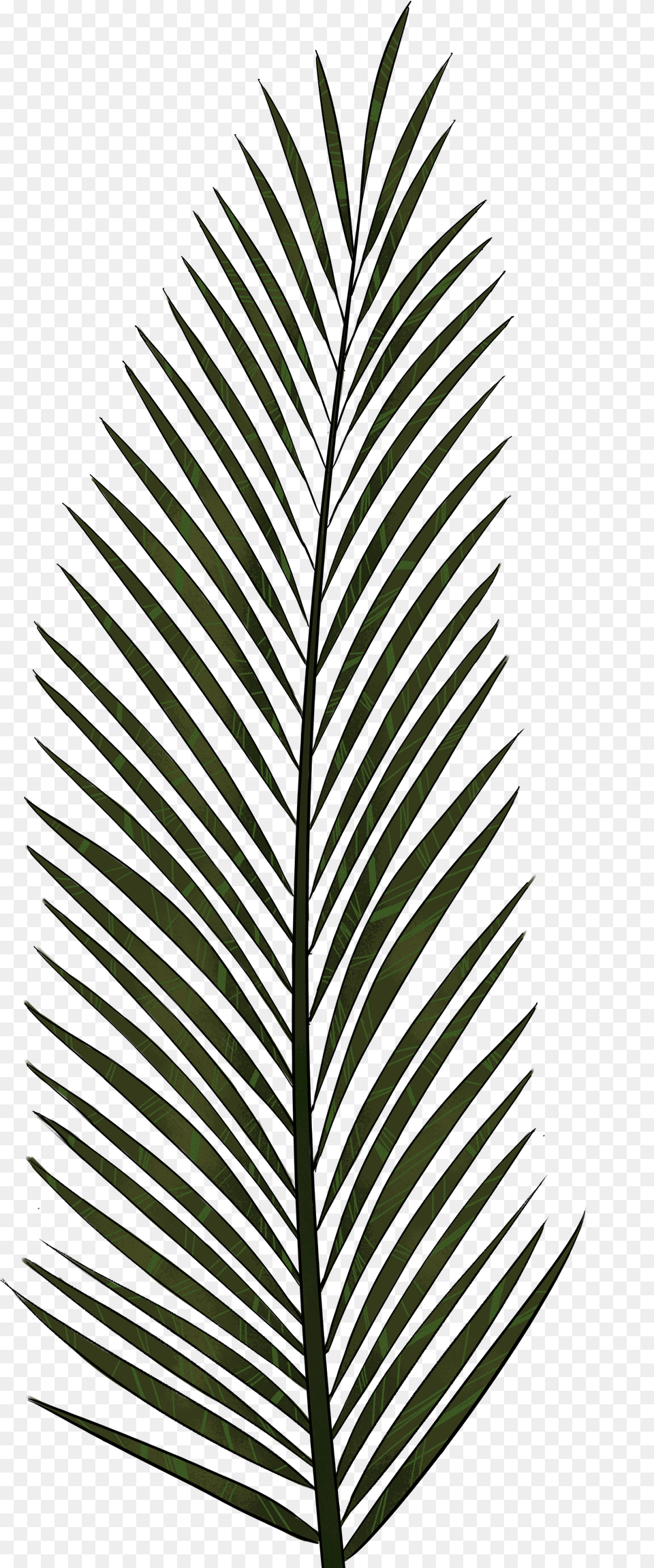 Cliparts For Download Palm Clipart Fern And Use Palm Tree Leaves Icon, Leaf, Plant Png Image