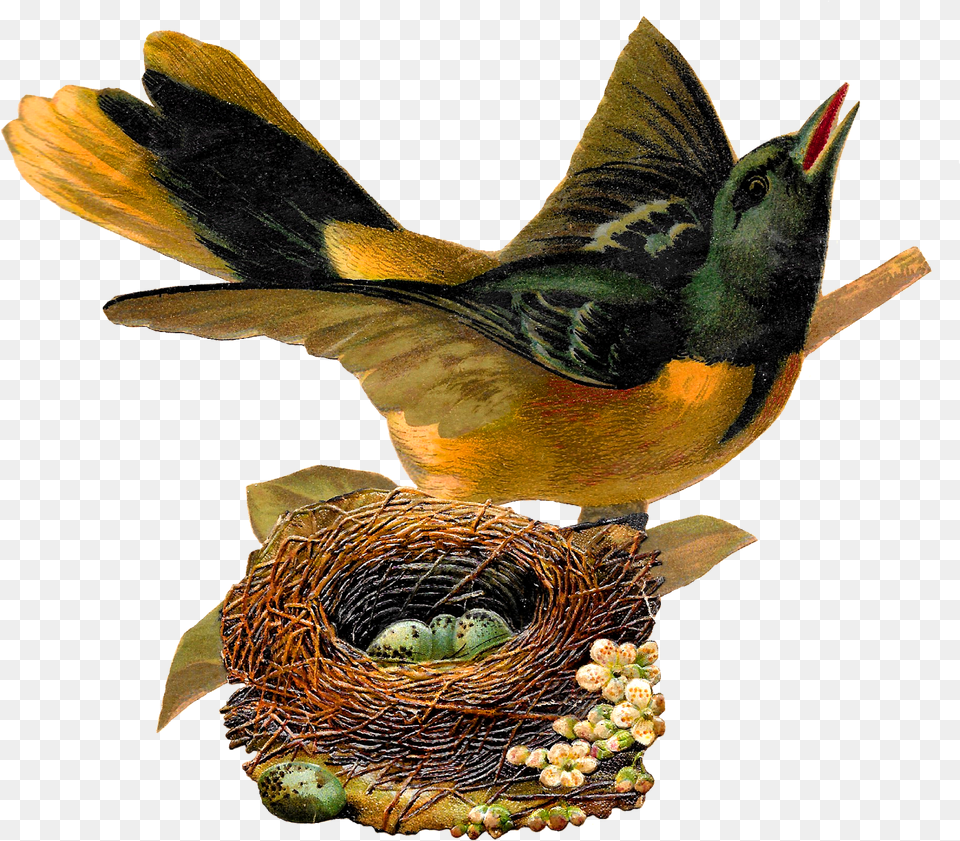 Cliparts Nest Clipart People Yespressinfo Bird S Nest Klipart, Animal, Finch Png