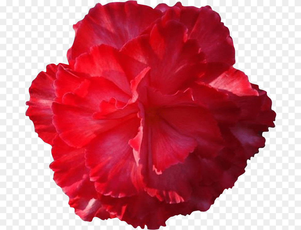 Cliparts Real Flowers Real Flowers, Carnation, Flower, Petal, Plant Free Png