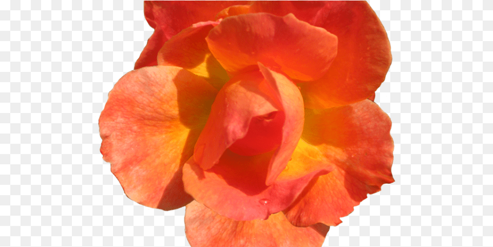 Cliparts Real Flowers Red Orange Flower, Geranium, Petal, Plant, Rose Free Png