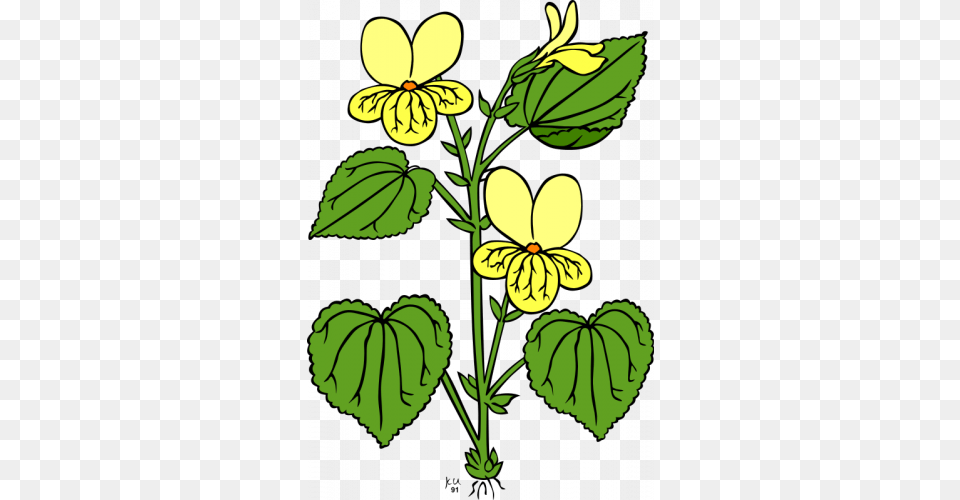 Clipartviola Glabella, Flower, Leaf, Plant, Petal Free Transparent Png
