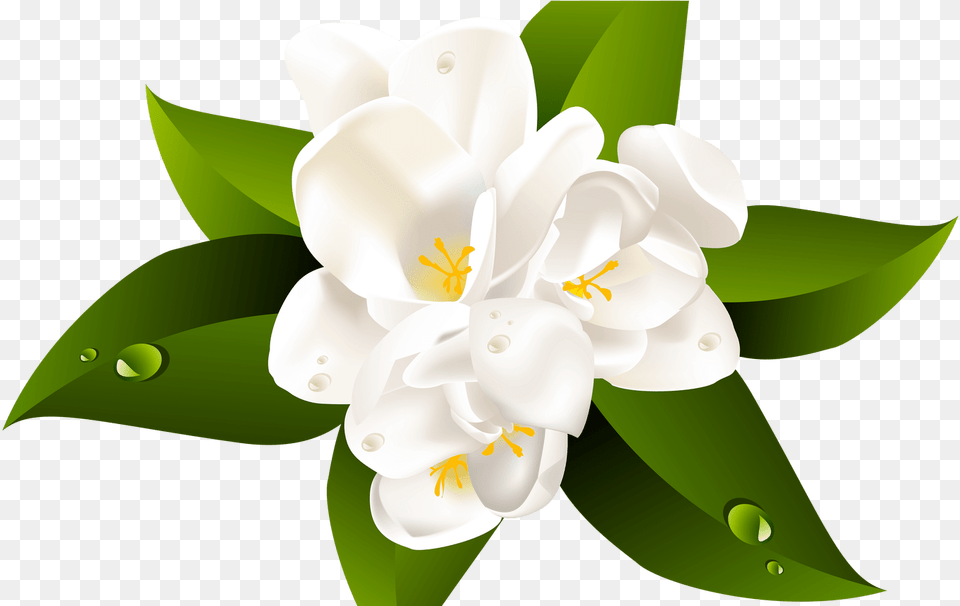 Clipartxtras Background Hawaiian Flower, Anther, Petal, Plant, Appliance Free Transparent Png