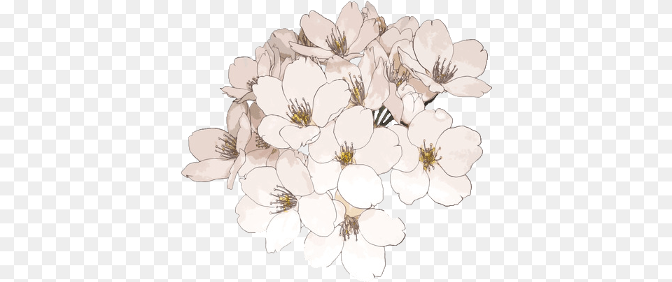 Clipcookdiarynet Cherry Blossom Clipart Anime Flower, Plant, Art, Cherry Blossom, Chandelier Png Image