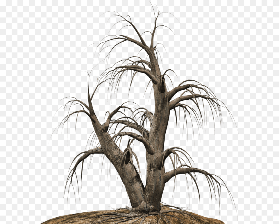 Clipcookdiarynet Dead Tree Clipart Desert 21, Plant, Tree Trunk, Wood, Nature Png Image