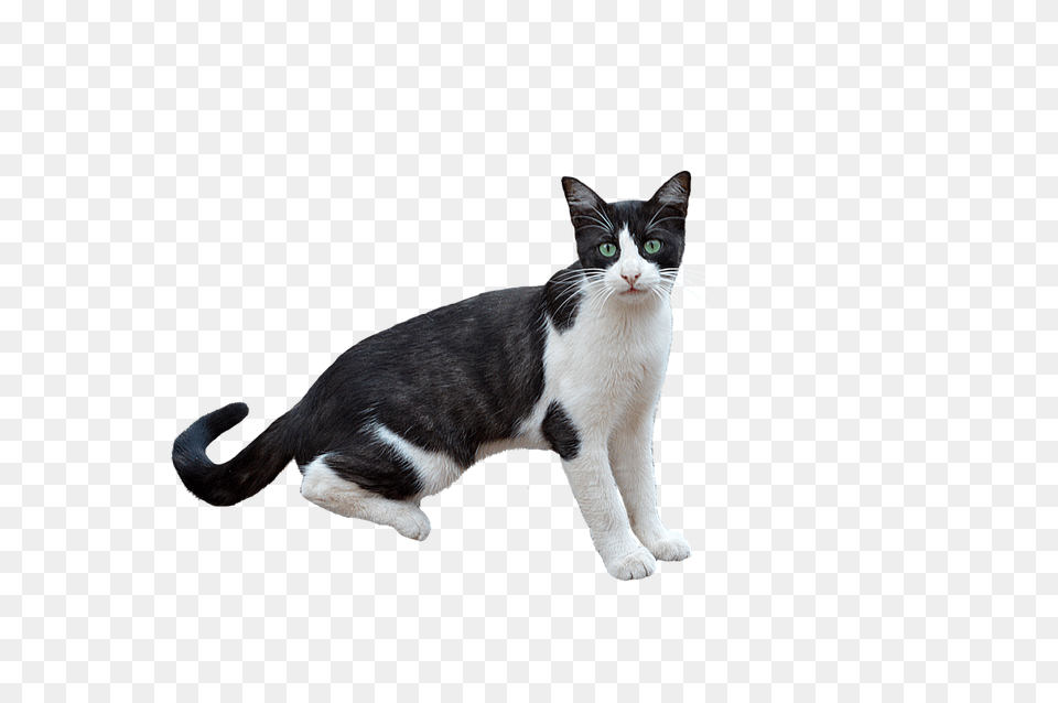 Clipcookdiarynet Drawn Cat Transparent Background 26, Animal, Mammal, Manx, Pet Free Png