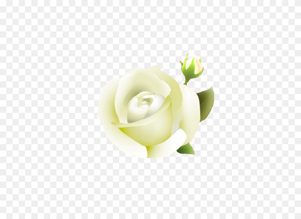 Clipcookdiarynet Yellow Flower Clipart Transparent Hybrid Tea Rose, Plant, Petal Free Png