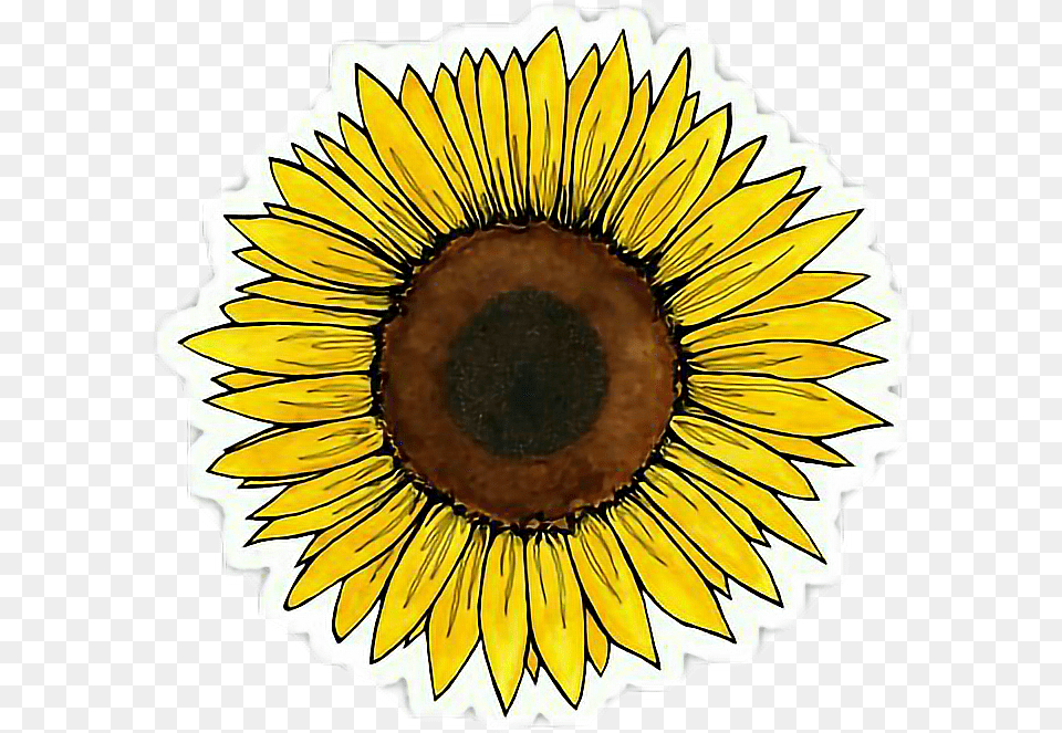 Clipcookdiarynet Yellow Flower Clipart Tumblr, Plant, Sunflower, Person Png Image