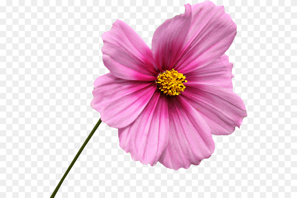 Clipping Flower Graphics Cosmos Rose Petals Pink Flower With Stem, Anther, Dahlia, Daisy, Petal Free Png