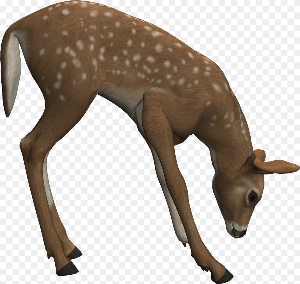 Clipping Path, Animal, Deer, Mammal, Wildlife Free Png