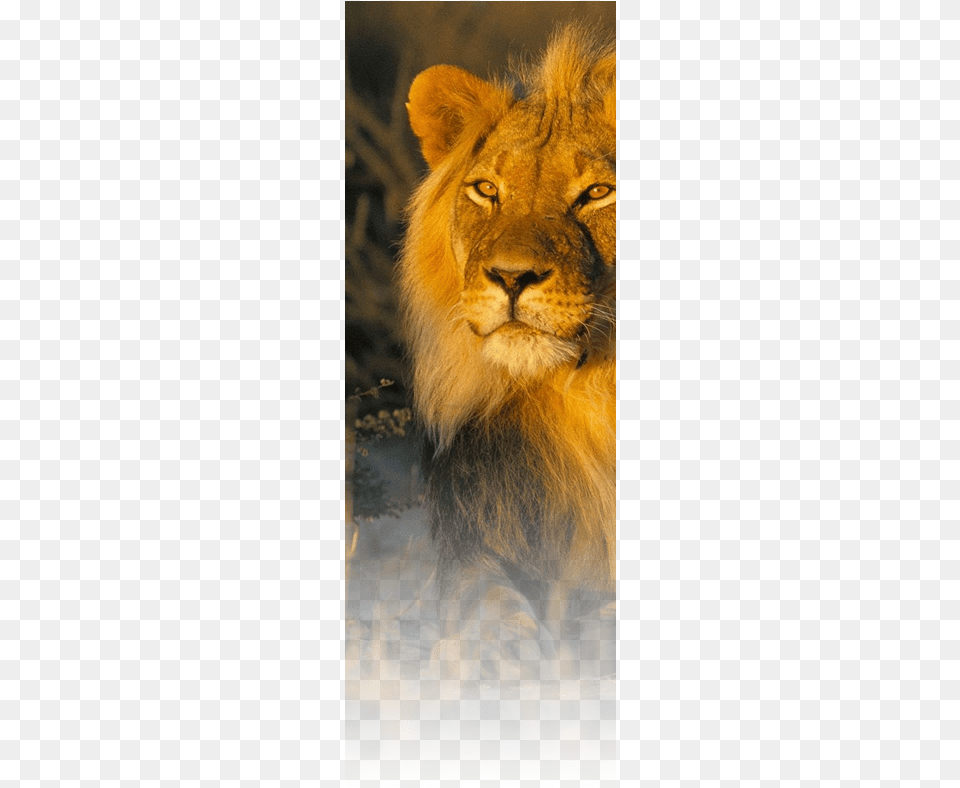 Clock Heald39s Lion Male Kalahari Gemsbok South Africa, Animal, Mammal, Wildlife Free Png Download