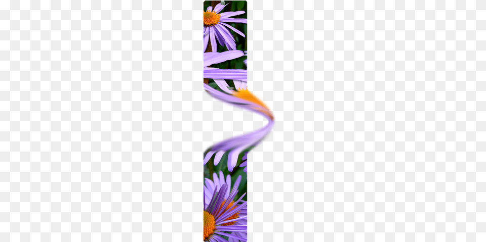 Clone Smudge Burn And Dodge4 Zazzle Blumen In Der Blte Aster Blumen Lila Orange, Art, Collage, Daisy, Flower Png Image