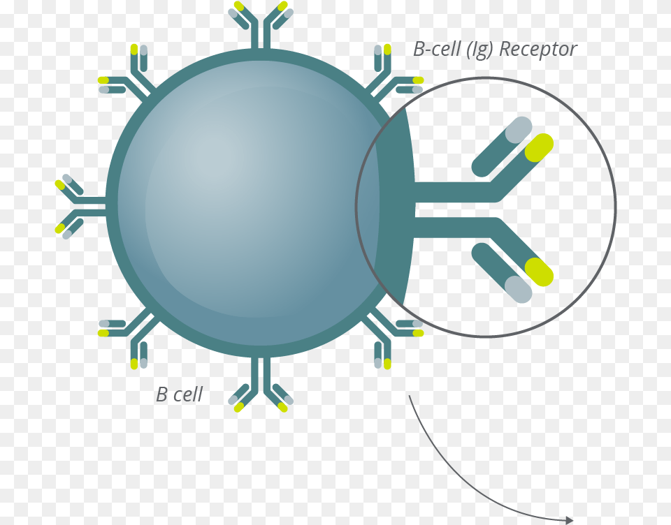 Clonoseq Technology Bcell Antibody Circle, Sphere Free Png Download