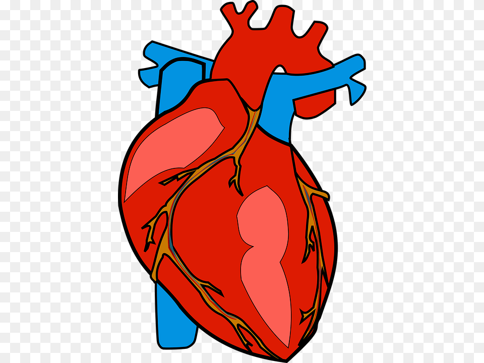 Clopidogrel Mechanism Of Action Side Effects Drug Interactions, Heart, Cello, Musical Instrument, Baby Free Transparent Png