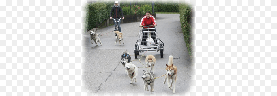 Close Supervision Management And A Fixed Schedule Siberian Husky Training, Dog, Mammal, Animal, Canine Free Png Download