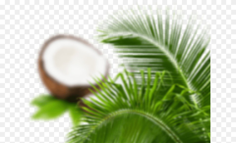 Close Up, Coconut, Food, Fruit, Plant Png