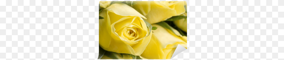 Close Up Of Beautiful Yellow Roses Wall Mural Bloemen Vof, Flower, Plant, Rose, Petal Png Image