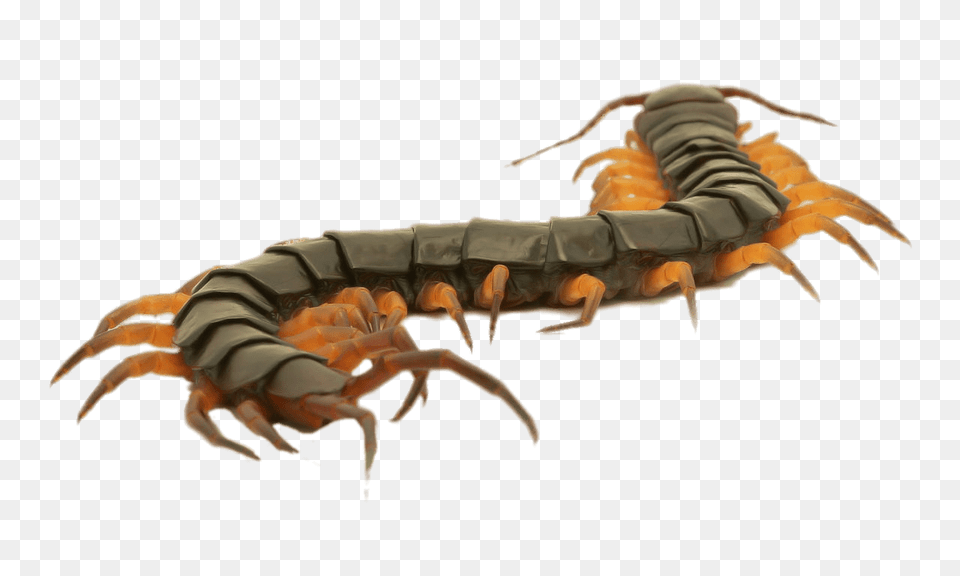 Close Up Of A Brown Centipede, Animal, Insect, Invertebrate Free Png Download