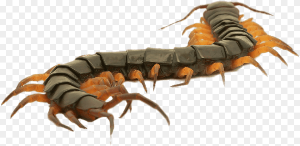 Close Up Of A Brown Centipede Centipede Clipart, Electronics, Hardware, Animal, Insect Png