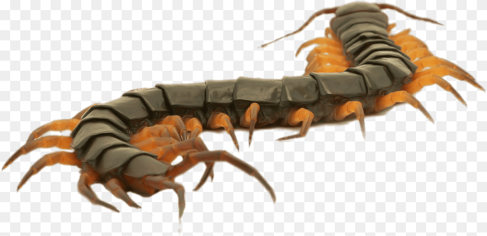 Close Up Of A Brown Centipede Close Up On Centipede, Electronics, Hardware, Animal, Insect Free Png Download