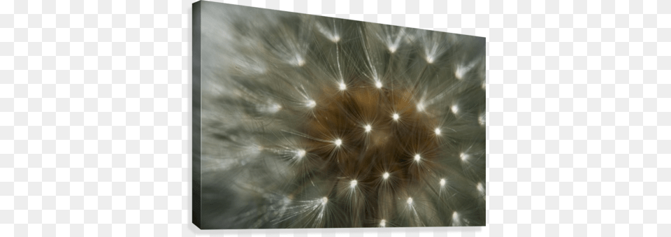 Close Up Of A Dandelion Seed Head Posterazzi Close Up Of A Dandelion Seed Head Astoria, Flower, Plant Free Png Download