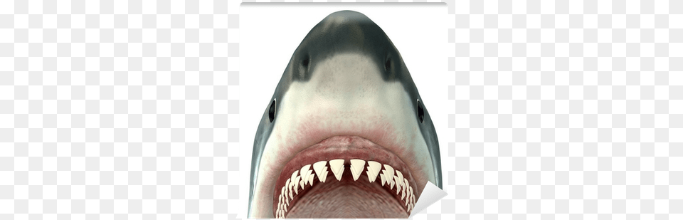 Close Up Of A Great White Shark Rolled Canvas Art, Ball, Baseball, Baseball (ball), Sport Free Transparent Png
