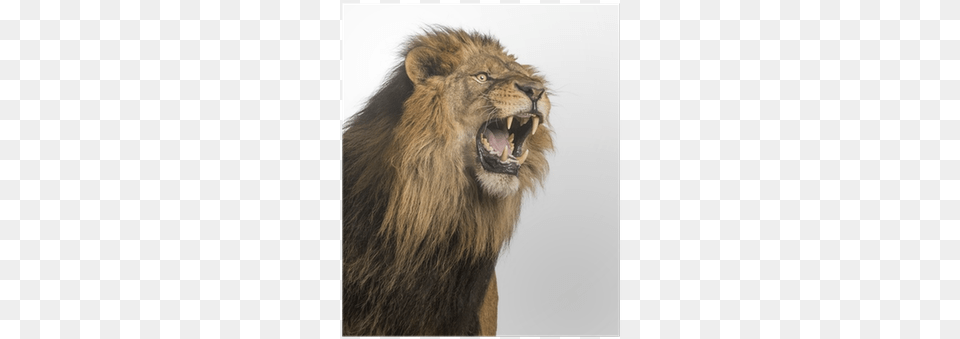 Close Up Of A Lion Roaring Panthera Leo 10 Years Fangs How Do Animals Eat, Animal, Mammal, Wildlife Free Png
