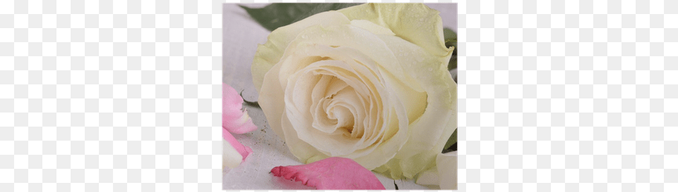 Close Up Of A White Rose With Pink Rose Petals Poster Pink, Flower, Petal, Plant Png