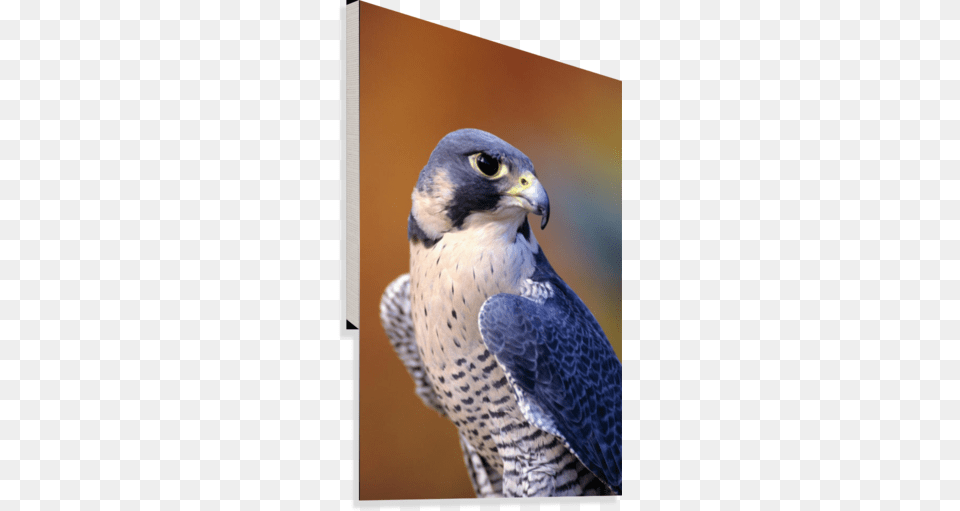 Close Up Of Adult Male Peregrine Falcon Canvas Print Miss Alma Peregrine Bird, Animal, Beak, Accipiter, Hawk Free Png Download