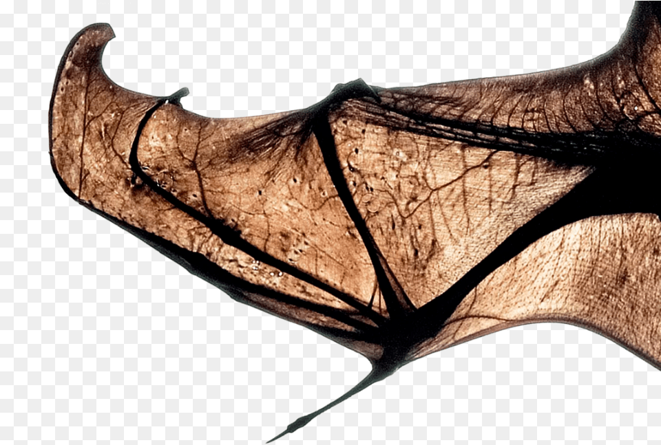 Close Up Of Bat Wing, Animal, Mammal, Wildlife Png