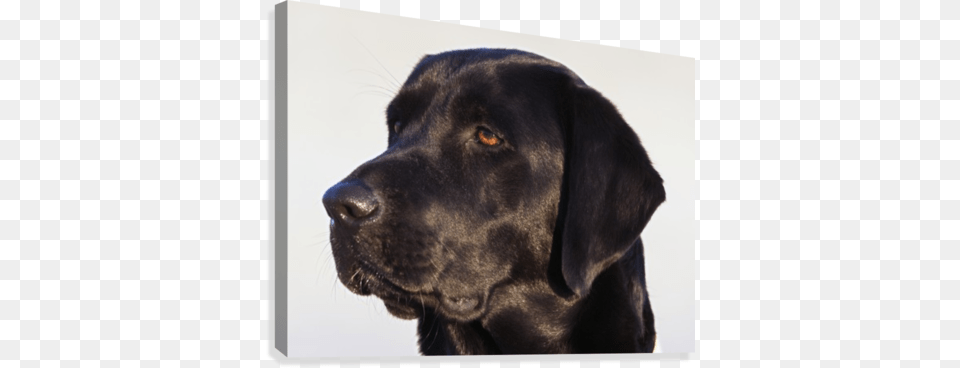 Close Up Of Black Labrador Retriever Canvas Print Labrador Retriever, Animal, Canine, Dog, Labrador Retriever Free Transparent Png