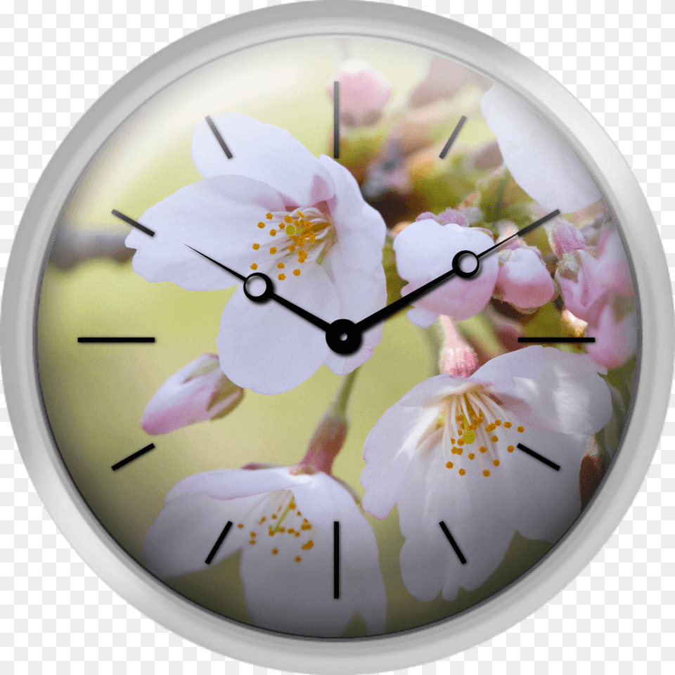 Close Up Of Cherry Blossoms Spring In Japan Cherry Blossom, Clock, Analog Clock Free Png Download