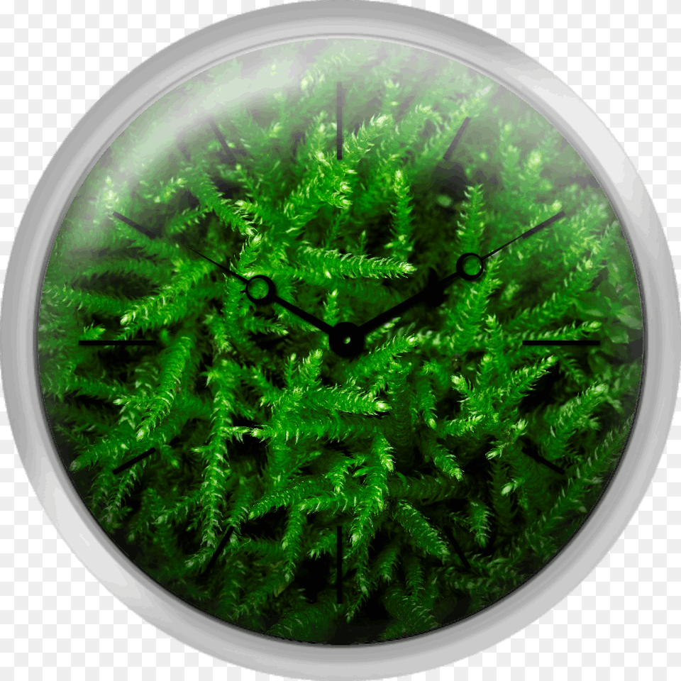 Close Up Of Green Moss Canadian Fir, Plant, Vegetation, Tree Png