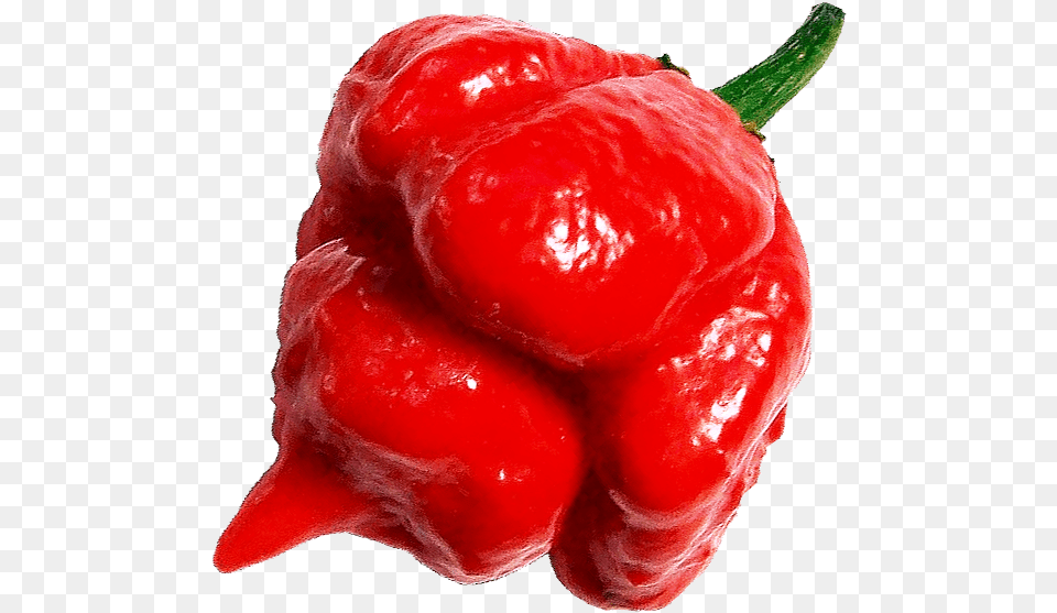 Close Up Of Hot Trinidad Scorpion Chile Pepper Chili Trinidad Moruga Scorpion, Bell Pepper, Food, Plant, Produce Free Png Download