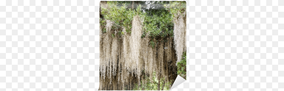 Close Up Of Spanish Moss Growing On Tree Wall Mural Mousse Espagnole, Plant, Vegetation, Land, Nature Png Image