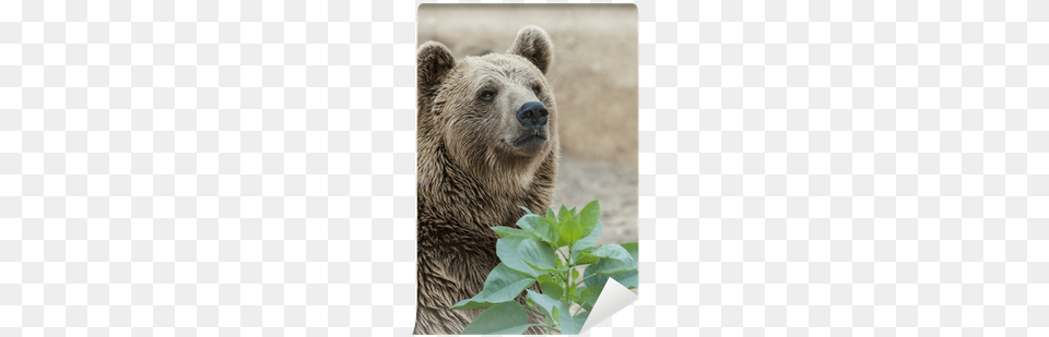 Close Up Of The Head Of A Brown Bear Wall Mural Pixers Brown Bear, Animal, Mammal, Wildlife, Brown Bear Png Image