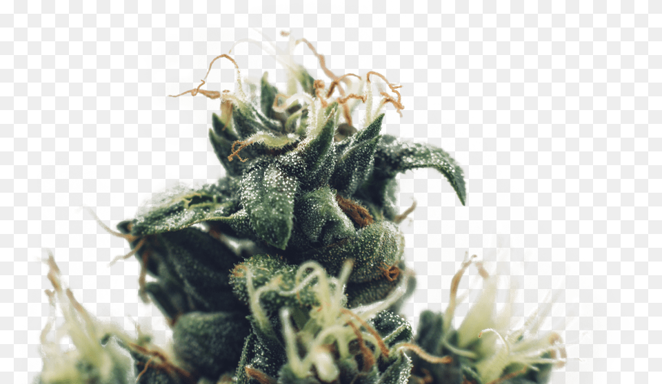 Close Up Weed, Bud, Flower, Plant, Sprout Png