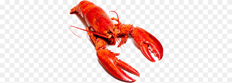 Close You Just Gonna Scroll Past Without Saying Howdy, Animal, Food, Invertebrate, Lobster Free Transparent Png