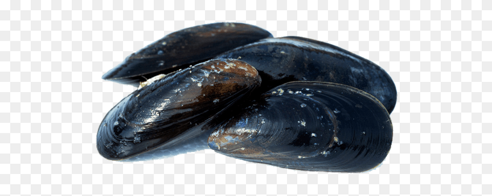 Closed Mussels, Animal, Clam, Food, Invertebrate Png