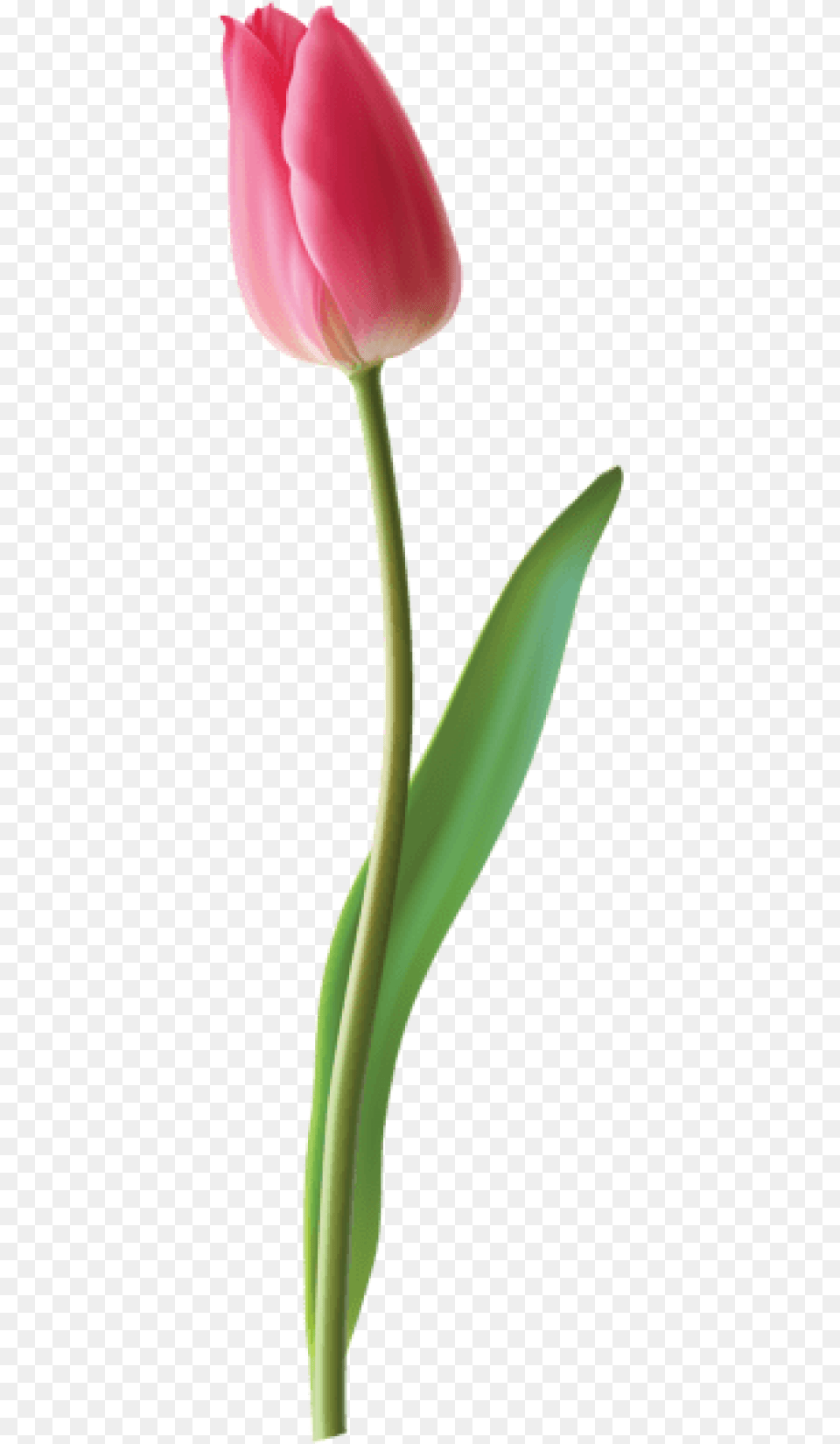 Closed Pink Tulip Images Background, Flower, Plant Free Png